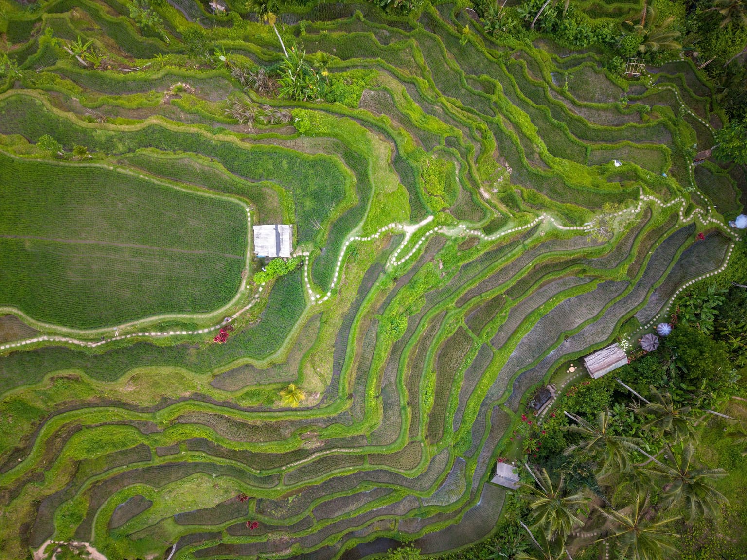 A top-down view of curving green rice terraces.